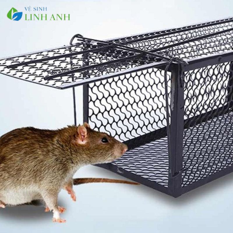 Cách đuổi chuột khỏi nhà
